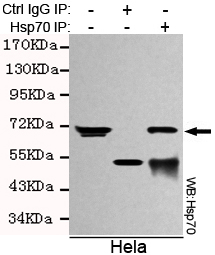 Immunoprecipitation analysis of Hela cell lysates using Hsp70 (C-terminus) mouse mAb.