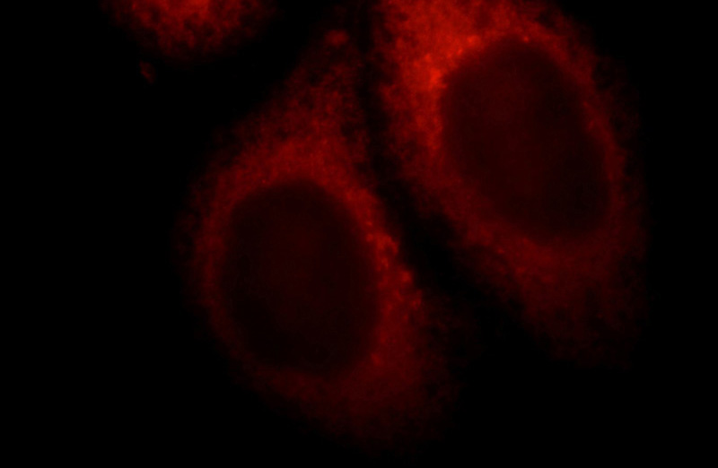 Immunofluorescent analysis of HepG2 cells, using PDE12 antibody Catalog No:113656 at 1:25 dilution and Rhodamine-labeled goat anti-rabbit IgG (red).