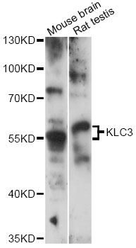 Western blot - KLC3 Polyclonal Antibody 
