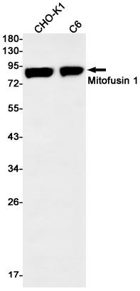 Western blot detection of Mitofusin 1 in CHO-K1,C6 cell lysates using Mitofusin 1 Rabbit mAb(1:1000 diluted).Predicted band size:84kDa.Observed band size:84kDa.