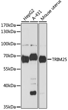 Western blot - TRIM25 Polyclonal Antibody 