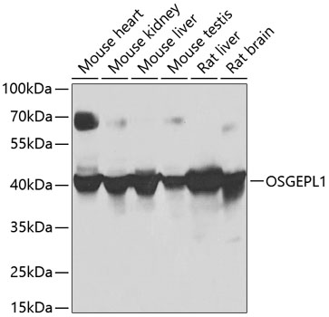 Western blot - OSGEPL1 Polyclonal Antibody 