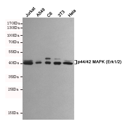 Western blot analysis of extracts from Jurkat,A549,C6,3T3 and Hela cell lysates using p44/42 MAPK (Erk1/2) mouse mAb (1:1000 diluted).Predicted band size:42/44KDa.Observed band size:42/44KDa.