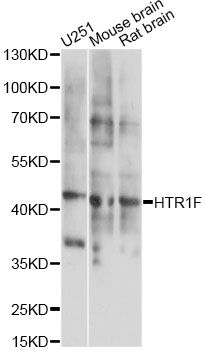 Western blot - HTR1F Polyclonal Antibody 