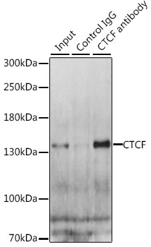 Immunoprecipitation - CTCF Polyclonal Antibody 