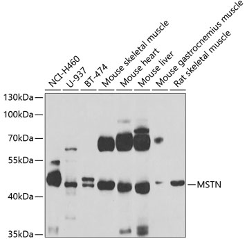 Western blot - MSTN Polyclonal Antibody 