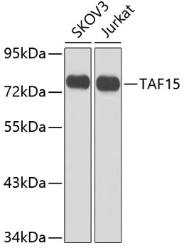 Western blot - TAF15 Polyclonal Antibody 