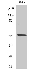 Fig1:; Western Blot analysis of various cells using Myt 1 Polyclonal Antibody diluted at 1: 2000