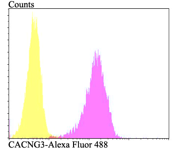 Fig4: Flow cytometric analysis of SH-SY-5Y cells with CACNG3 antibody at 1/100 dilution (fuchsia) compared with an unlabelled control (cells without incubation with primary antibody; yellow). Alexa Fluor 488-conjugated goat anti-rabbit IgG was used as the secondary antibody.