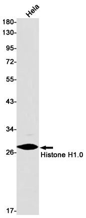 Western blot detection of Histone H1.0 in Hela cell lysates using Histone H1.0 Rabbit pAb(1:1000 diluted).Predicted band size:21kDa.Observed band size:30kDa.