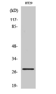 Fig1:; Western Blot analysis of various cells using Neurexophilin-3 Polyclonal Antibody