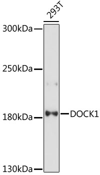 Western blot - DOCK1 Polyclonal Antibody 