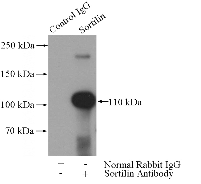 IP Result of anti-SORT1 (IP:Catalog No:115507, 4ug; Detection:Catalog No:115507 1:500) with rat brain tissue lysate 4000ug.