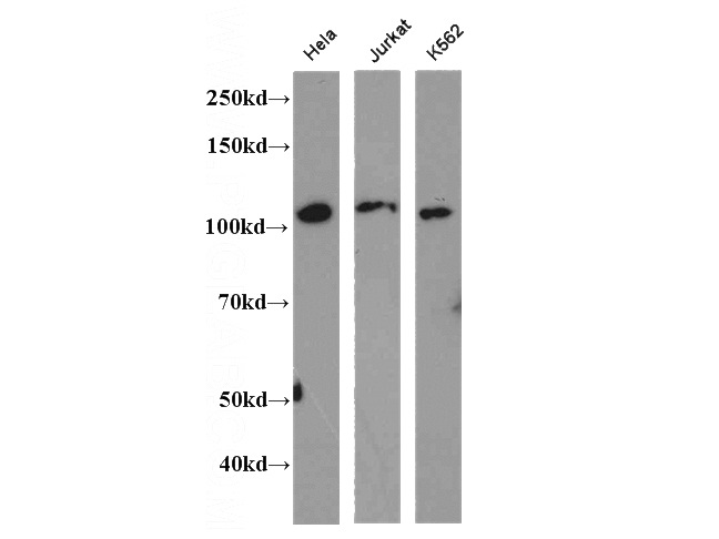 WB result of Catalog No:113157(NFKB2 antibody).