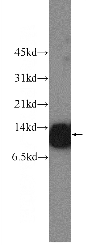 HeLa cells were subjected to SDS PAGE followed by western blot with Catalog No:110107(DNAJC19 Antibody) at dilution of 1:1000