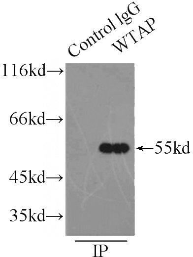 IP Result of anti-WTAP (IP:Catalog No:116974, 3ug; Detection:Catalog No:116974 1:500) with HEK-293 cells lysate 2500ug.