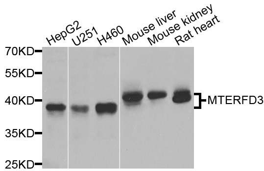 Western blot - MTERFD3 Polyclonal Antibody 