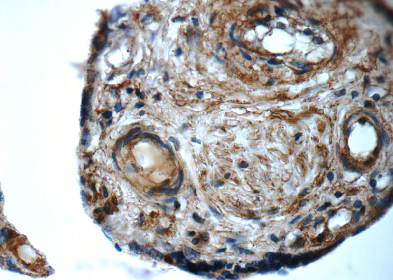 Immunohistochemistry of paraffin-embedded human placenta tissue slide using Catalog No:108175(ARSB Antibody) at dilution of 1:50 (under 40x lens)