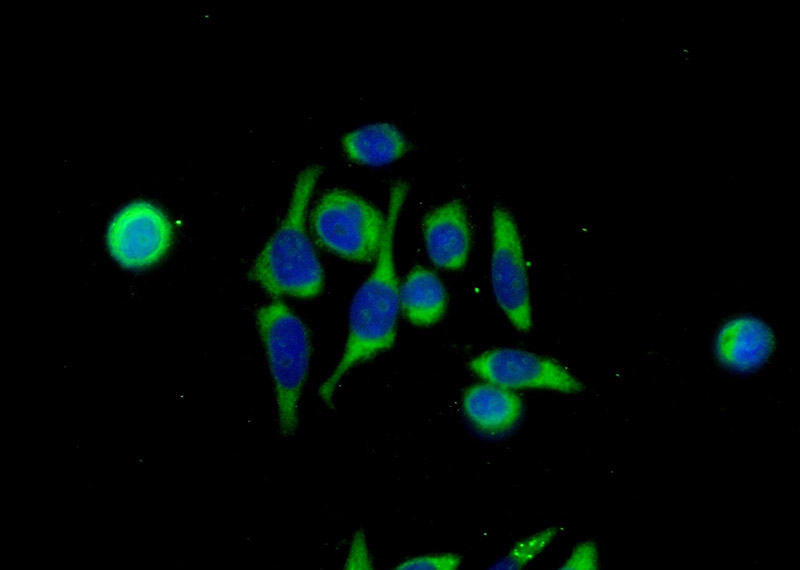 Immunofluorescent analysis of (-20oc Ethanol) fixed PC-3 cells using Catalog No:110923(GDEP Antibody) at dilution of 1:50 and Alexa Fluor 488-congugated AffiniPure Goat Anti-Rabbit IgG(H+L)