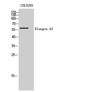 Fig1:; Western Blot analysis of COLO205 cells using Elongin A3 Polyclonal Antibody cells nucleus extracted by Minute TM Cytoplasmic and Nuclear Fractionation kit (SC-003,Inventbiotech,MN,USA).