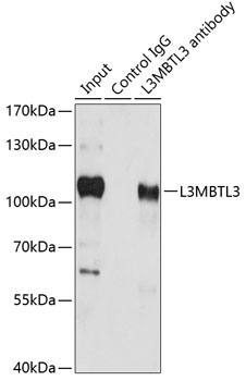 Immunoprecipitation - L3MBTL3 Polyclonal Antibody 