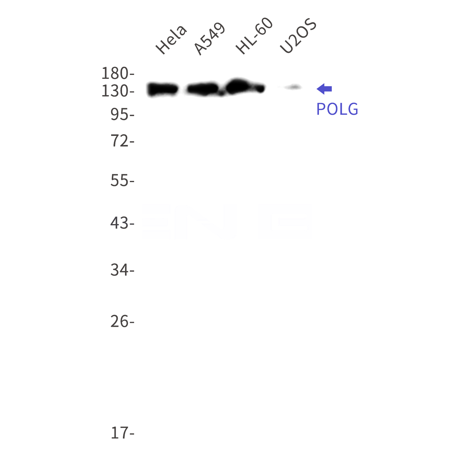 Western blot detection of POLG in Hela,A549,HL-60,U2OS cell lysates using POLG Rabbit mAb(1:1000 diluted).Predicted band size:140kDa.Observed band size:140kDa.