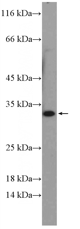 mouse colon tissue were subjected to SDS PAGE followed by western blot with Catalog No:113405(NUBPL Antibody) at dilution of 1:1000