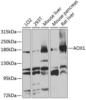 Western blot - AOX1 Polyclonal Antibody 