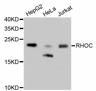 Western blot - RHOA/RHOB/RHOC Monoclonal Antibody 
