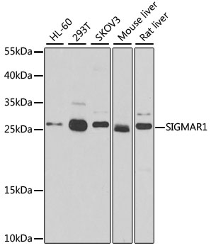 Western blot - SIGMAR1 Polyclonal Antibody 