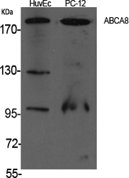 Fig1:; Western Blot analysis of various cells using ABCA8 Polyclonal Antibody