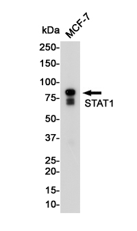Western blot detection of STAT1 in MCF-7 cell lysates using STAT1 Rabbit pAb(1:1000 diluted).Predicted band size:87KDa.Observed band size:87KDa.