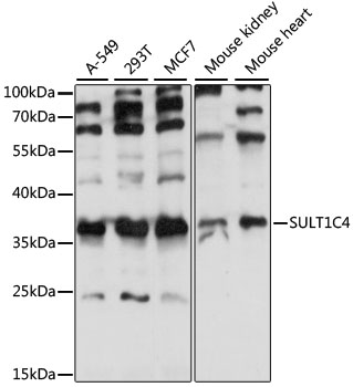 Western blot - SULT1C4 Polyclonal Antibody 