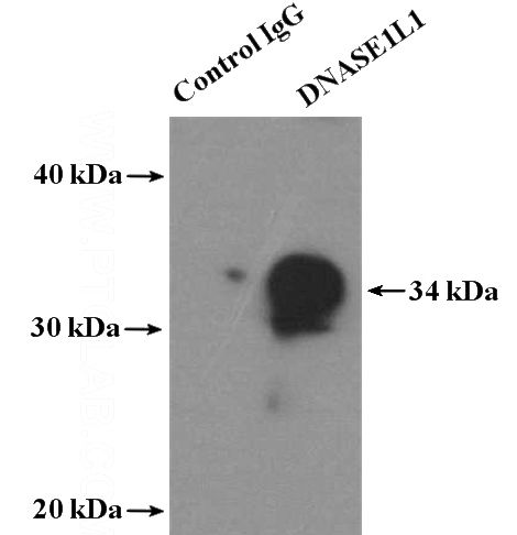 IP Result of anti-DNASE1L1 (IP:Catalog No:109958, 4ug; Detection:Catalog No:109958 1:800) with mouse skeletal muscle tissue lysate 4000ug.
