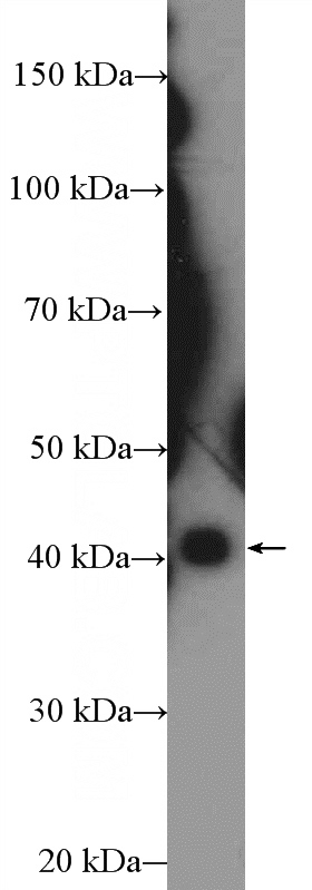 A549 cells were subjected to SDS PAGE followed by western blot with Catalog No:115150(SFRS5 Antibody) at dilution of 1:300