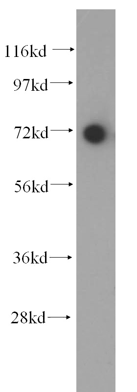 HeLa cells were subjected to SDS PAGE followed by western blot with Catalog No:116092(TMEM108 antibody) at dilution of 1:200