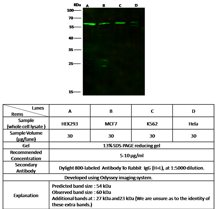 NR6A1 Antibody, Rabbit PAb, Antigen Affinity Purified, Western blot