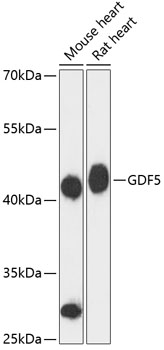 Western blot - GDF5 Polyclonal Antibody 