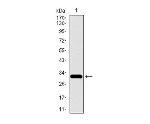 Fig1: Western blot analysis of SLC27A5 on human SLC27A5 recombinant protein using anti-SLC27A5 antibody at 1/1,000 dilution.