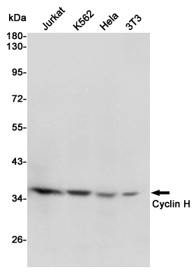 Western blot detection of Cyclin H in Jurkat,K562,Hela and 3T3 cell  lysates using Cyclin H Mouse mAb (1:1000 diluted). Predicted band size: 38KDa. Observed band size:38KDa.