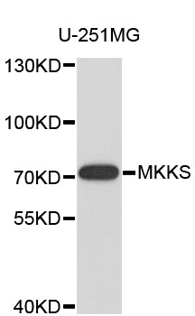 Western blot - MKKS Polyclonal Antibody 