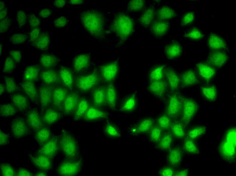 Immunofluorescence - WNT7A Polyclonal Antibody 