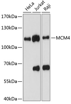 Western blot - MCM4 Polyclonal Antibody 