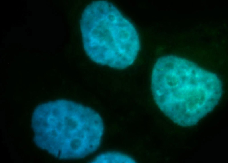Immunofluorescent analysis of HepG2 cells, using RANGAP1 antibody Catalog No:114542 at 1:100 dilution and FITC-labeled donkey anti-rabbit IgG(green). Blue pseudocolor = DAPI (fluorescent DNA dye).