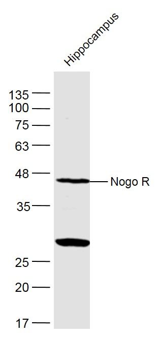 Fig2: Sample:; Hippocampus (Mouse) Lysate at 40 ug; Primary: Anti- Nogo R at 1/300 dilution; Secondary: IRDye800CW Goat Anti-Rabbit IgG at 1/20000 dilution; Predicted band size: 48 kD; Observed band size: 48 kD