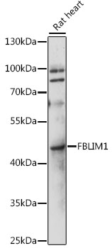 Western blot - FBLIM1 Polyclonal Antibody 