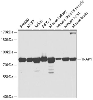 Western blot - TRAP1 Polyclonal Antibody 