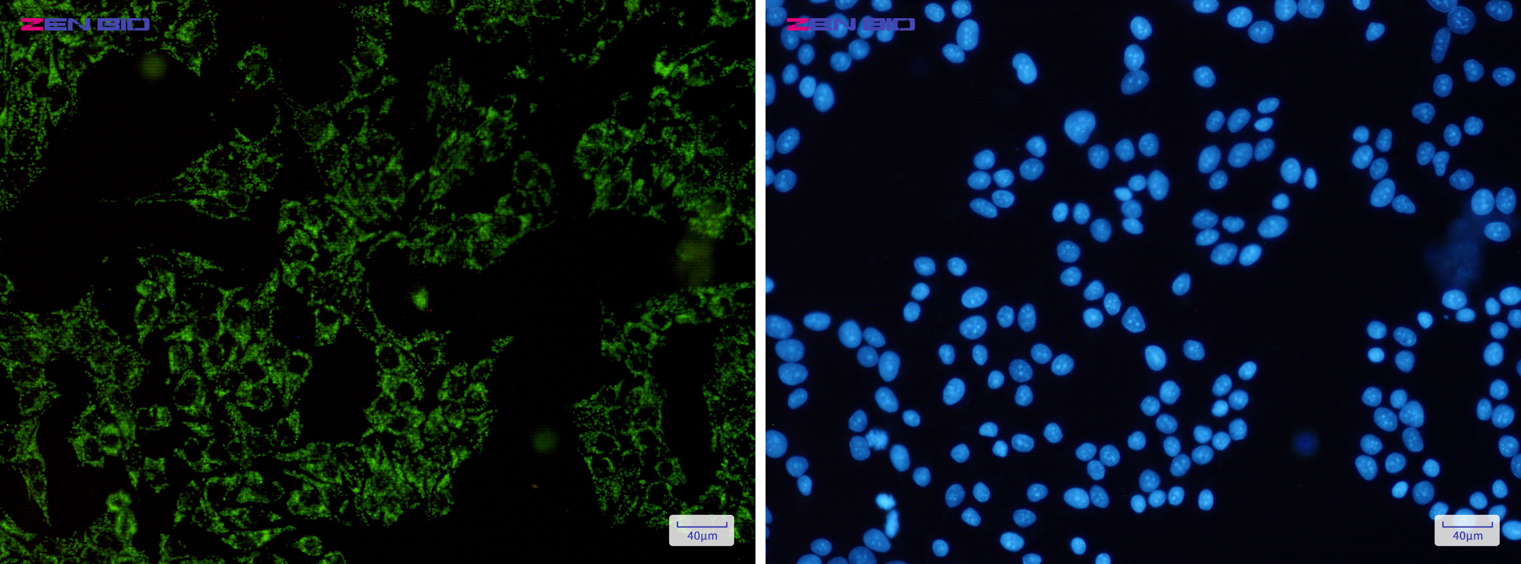 Immunocytochemistry of SGSM1(green) in Hela cells using SGSM1 Rabbit pAb at dilution 1/50, and DAPI(blue)