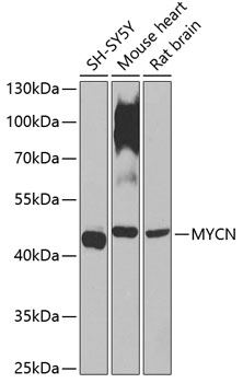 Western blot - MYCN Polyclonal Antibody 