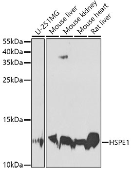 Western blot - HSPE1 Polyclonal Antibody 